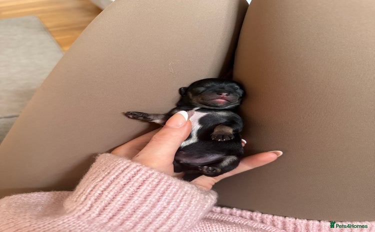 Chihuahua dogs - Advert 2