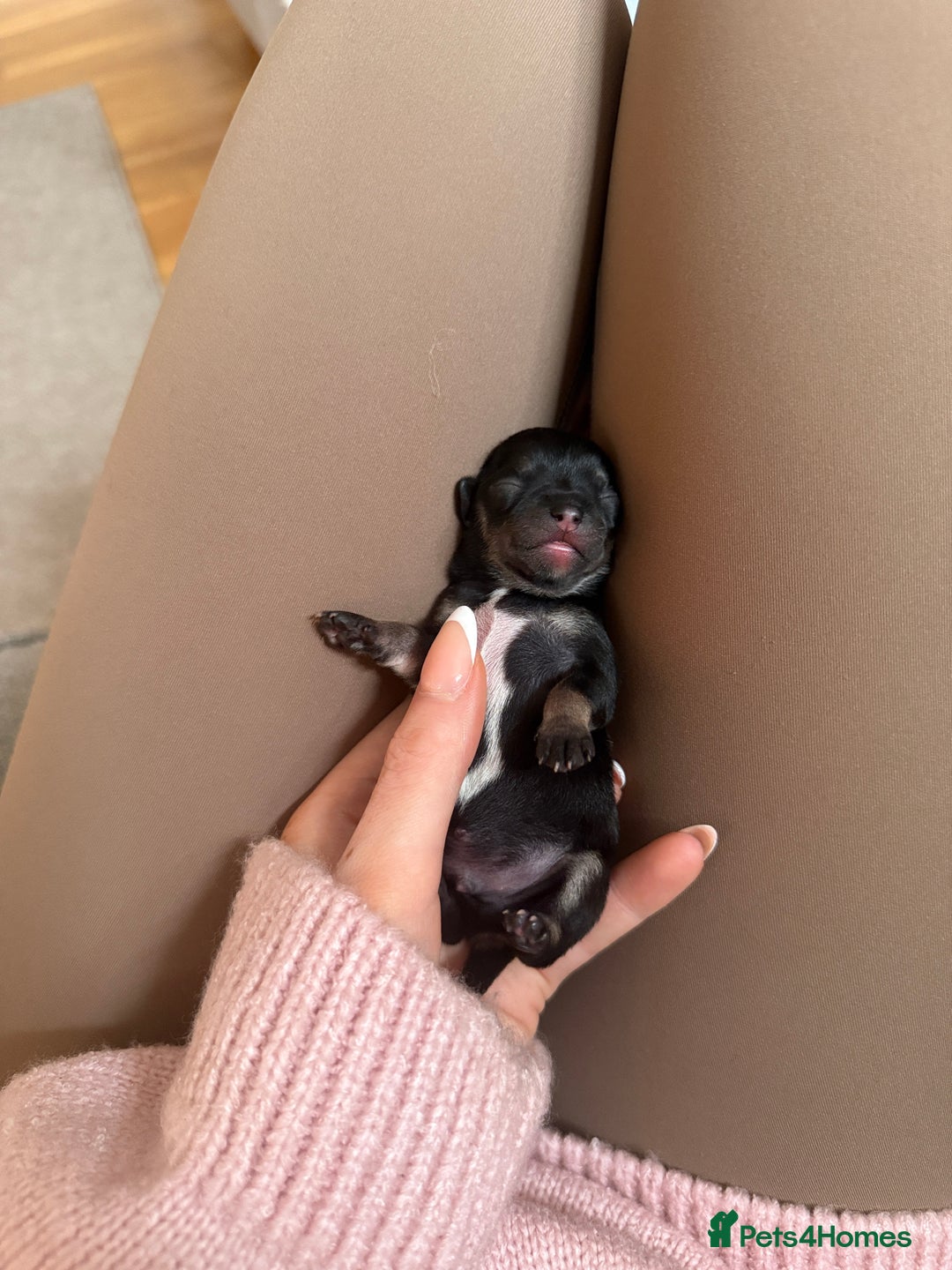 Chihuahua dogs for sale: Tiny Black & Tan Chihuahua Boy – Ready 14th Oct - Image 1