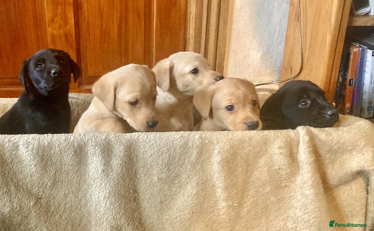 Labrador Retriever dogs - Advert 6