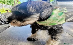 Miniature Schnauzer dogs for sale: Forever Homes Wanted: 2 Schnauzer Boys 🐶 - Image 16
