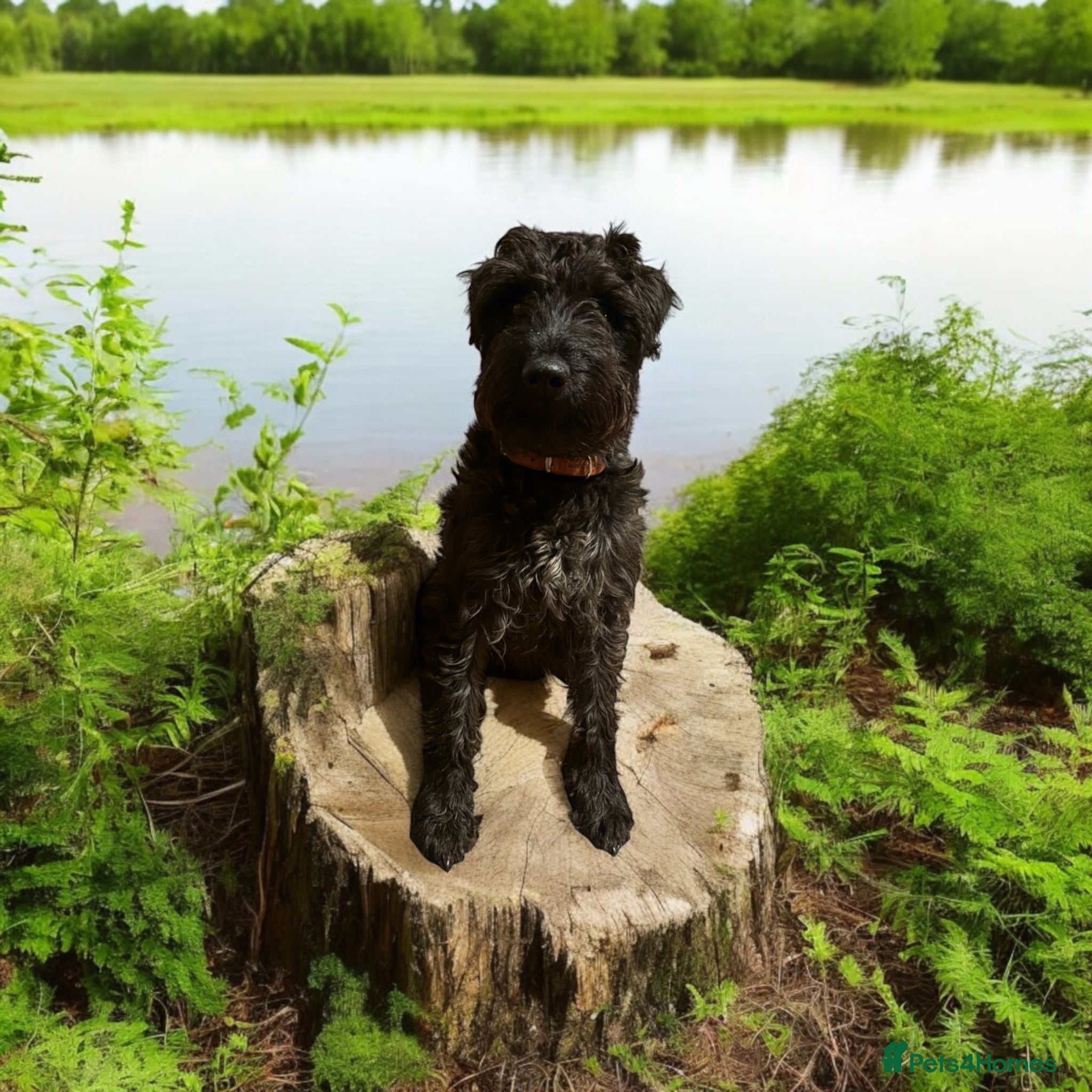 Patterdale Terrier dogs Stunning Patterdale for Stud - Advert 1