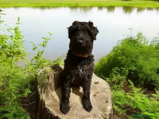 Patterdale Terrier dogs Stunning Patterdale for Stud - Advert 1