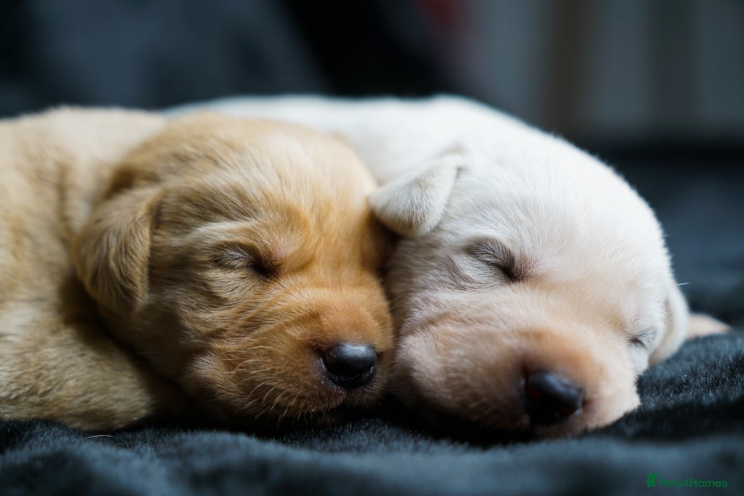 Labrador Retriever dogs for sale: Exceptional Health Tested KC Labrador Puppies - Image 11
