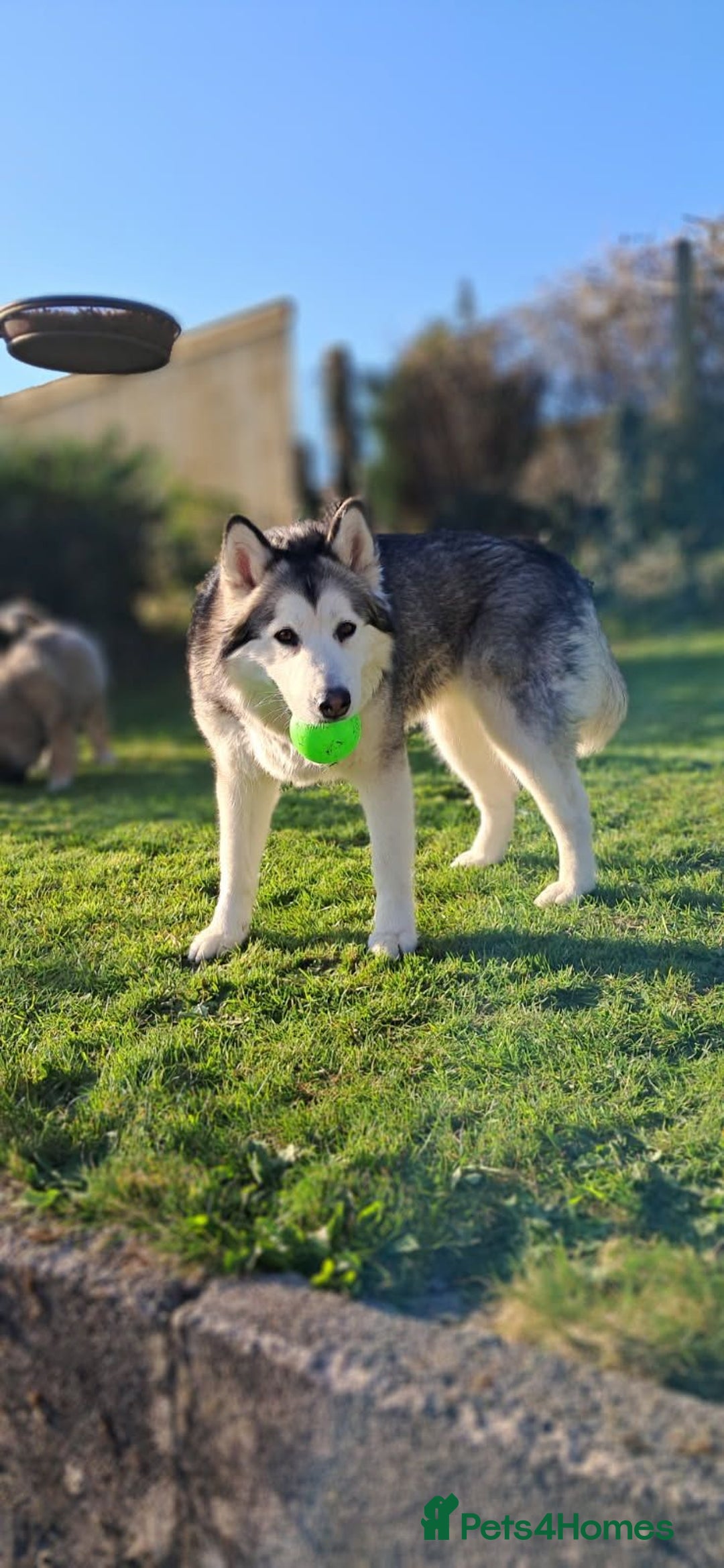 Mixed Breed dogs for sale: 3 remaining Alaskan Shepherds  - Advert 2