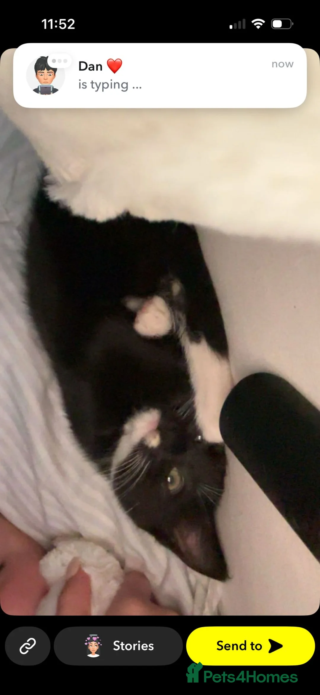 Mixed Breed cats for sale: 2 kittens boy and girl - Advert 2