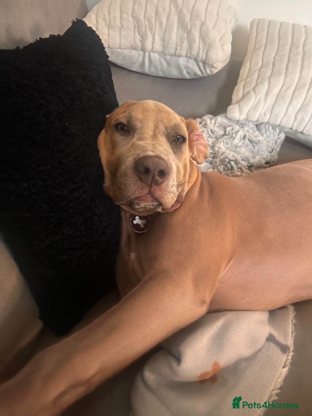 Mixed Breed dogs for sale: 1 year old Cane corso  - Advert 10