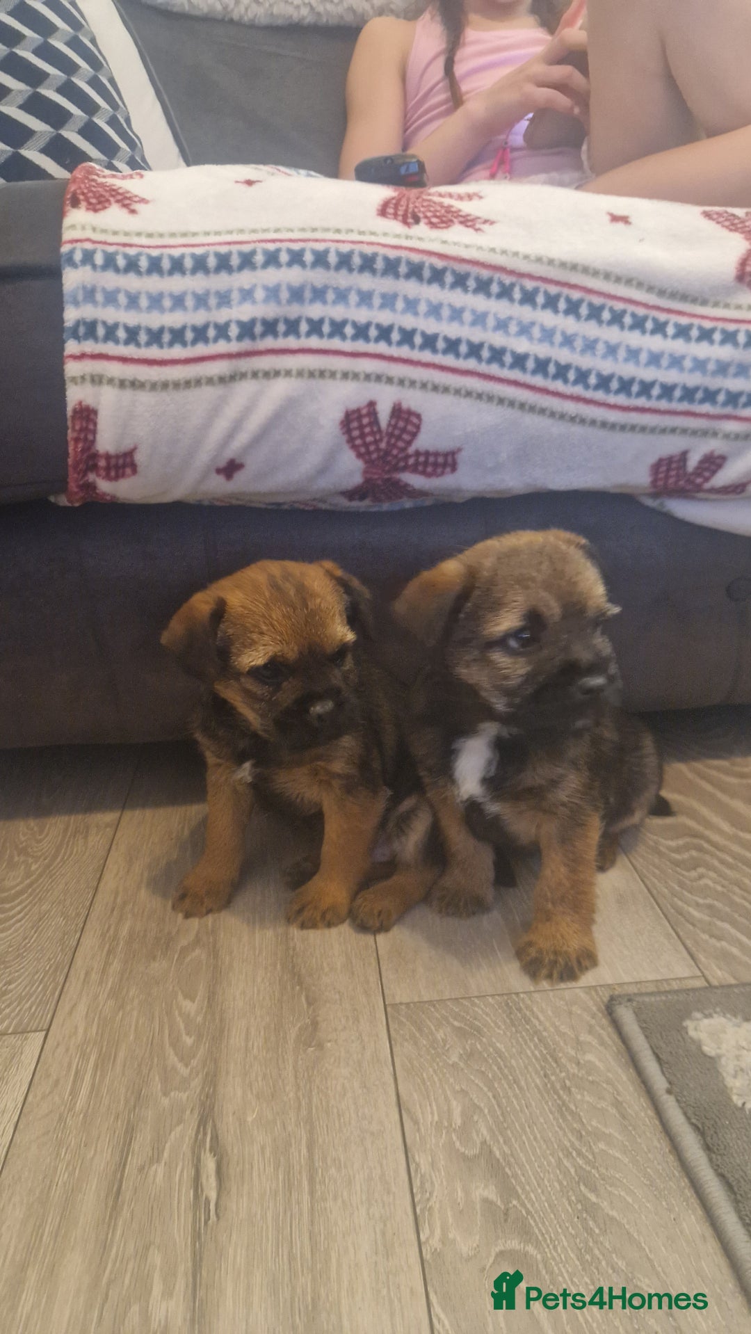 Border Terrier dogs for sale: 2 excellent show quality border terrier dog pups - Advert 5