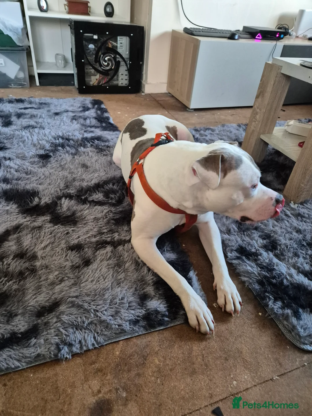 American Bulldog dogs for sale: Gromit  - Advert 2