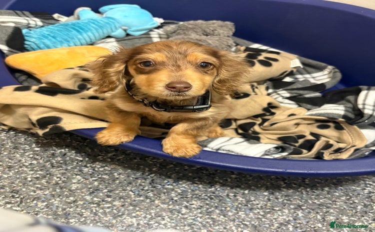 Miniature Dachshund dogs - Advert 13