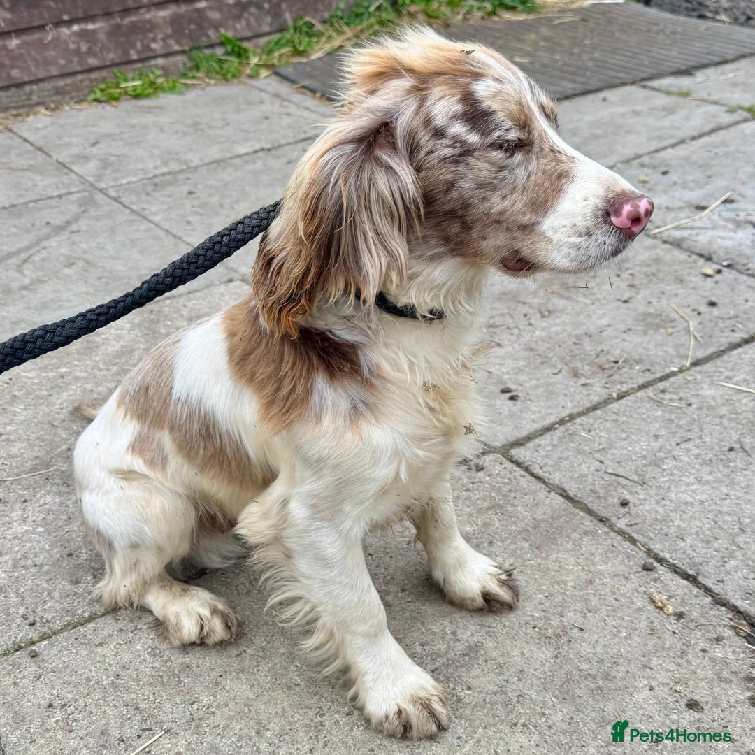 Sprocker dogs for sale: Last Merle dog pup cocker spaniel - Advert 4