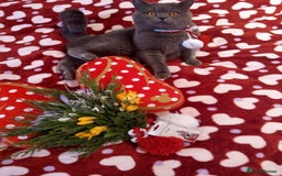 British Shorthair cats for stud: British for stud in Hinckley - Image 5