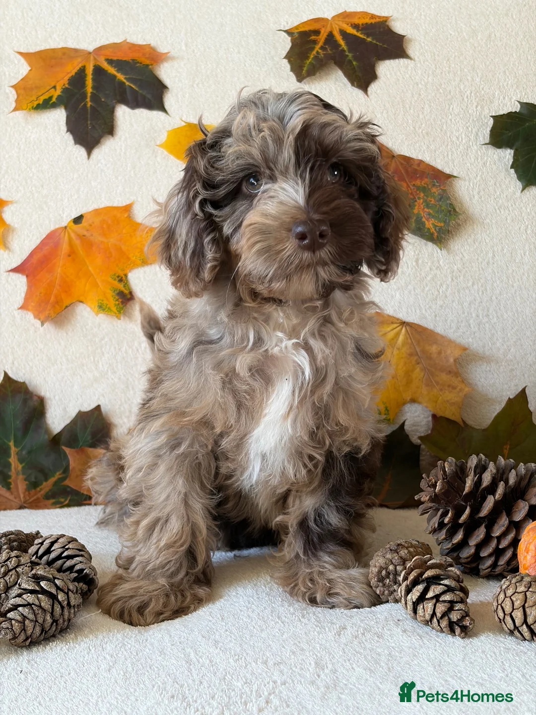 Cockapoo dogs for sale: Bundles of Joy - Advert 2