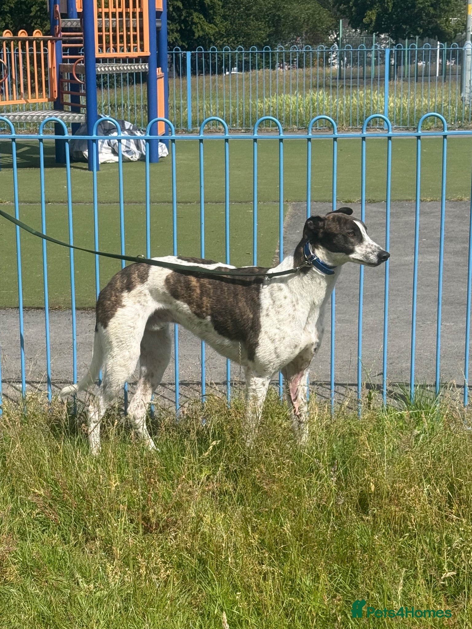 Greyhound dogs Greyhoud. Looking for new home  - Advert 14