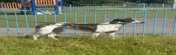 Greyhound dogs for sale: Greyhoud. Looking for new home  - Advert 1