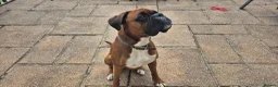 Boxer dogs for stud: Boxer for stud - Advert 7