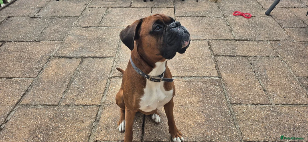 Boxer dogs for stud: Boxer for stud - Advert 7