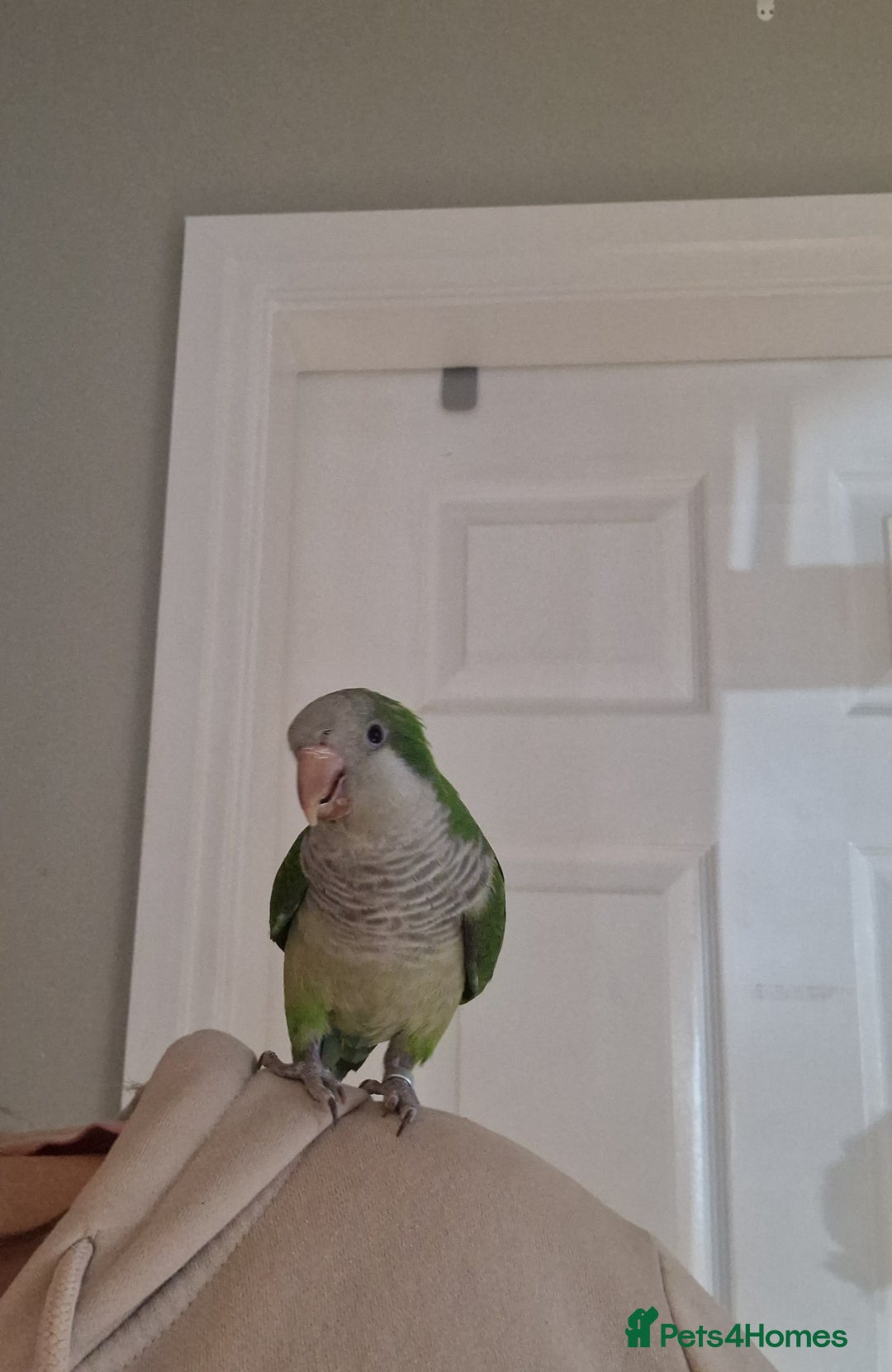 Parrots birds for sale: Quaker parrot  - Image 4