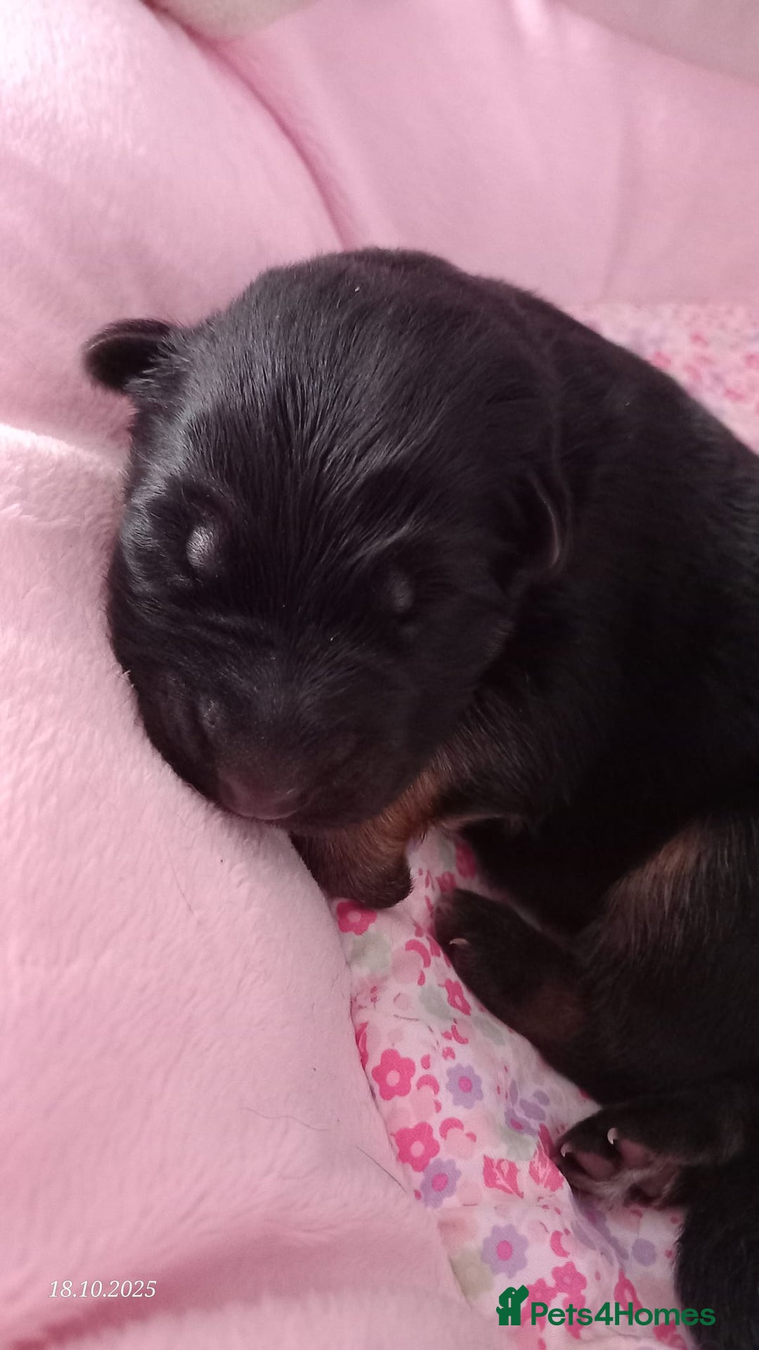German Shepherd dogs for sale: Excellent Long-Haired German Shepherd Puppies. KC. - Image 18
