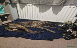 Mixed Breed dogs for sale: Clyde  - Image 2