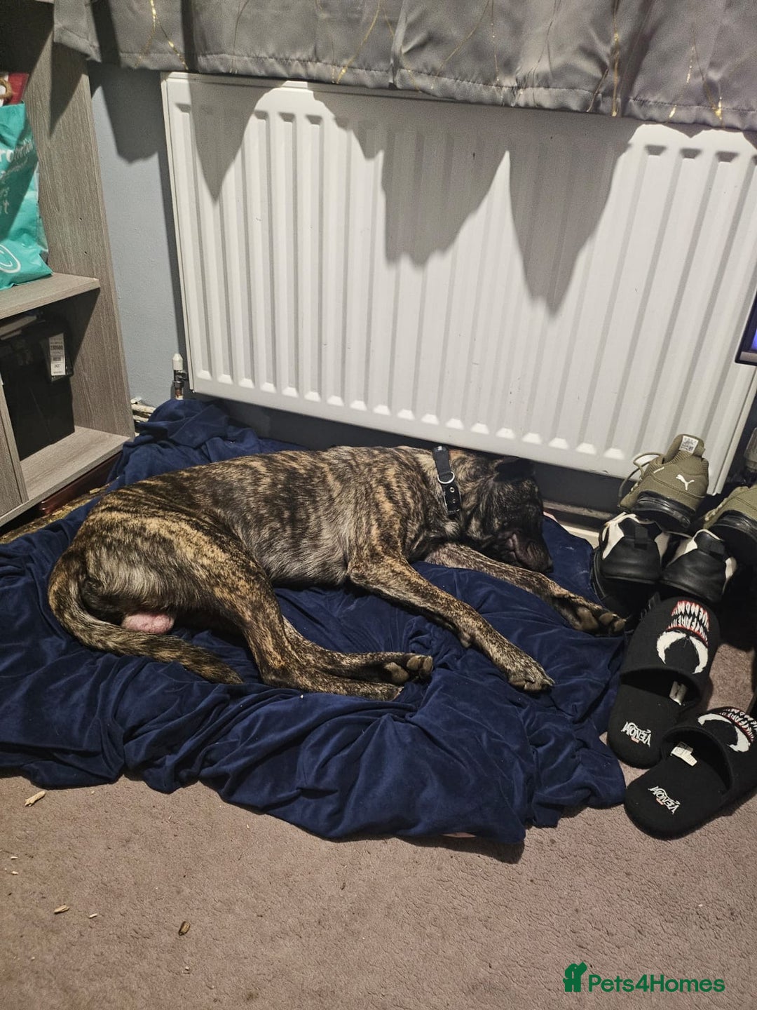 Mixed Breed dogs for sale: Clyde  - Image 2