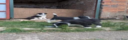 Border Collie dogs for sale: Border Collie Puppies for sale - Advert 4