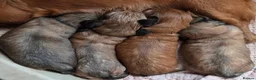 Dachshund dogs for sale: 4 Long Haired Mini Dachshunds beautifully stunning - Advert 10
