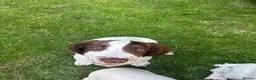 English Springer Spaniel dogs for sale: KC Working ESS puppies Ready to be rehomed now - Advert 6