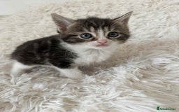 Mixed Breed cats for sale: 4 Persian x kittens  - Image 7