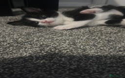 British Longhair cats for sale: Sweet natured,beautiful kitten&seresto fleaCollar  - Image 13