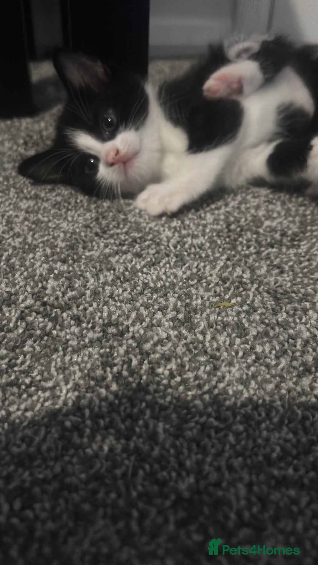 British Longhair cats for sale: Sweet natured,beautiful kitten&seresto fleaCollar  - Image 13