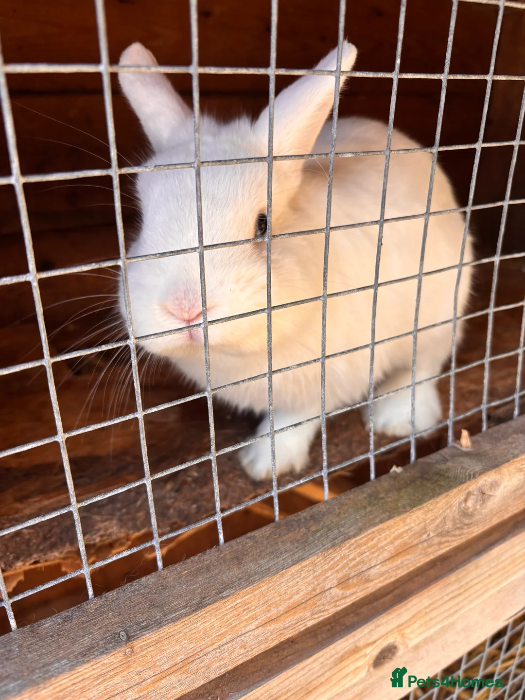 Mixed Breed rabbits for sale: A lovely white fluffy rabbit for sale 🩷 in Newport - Advert 3