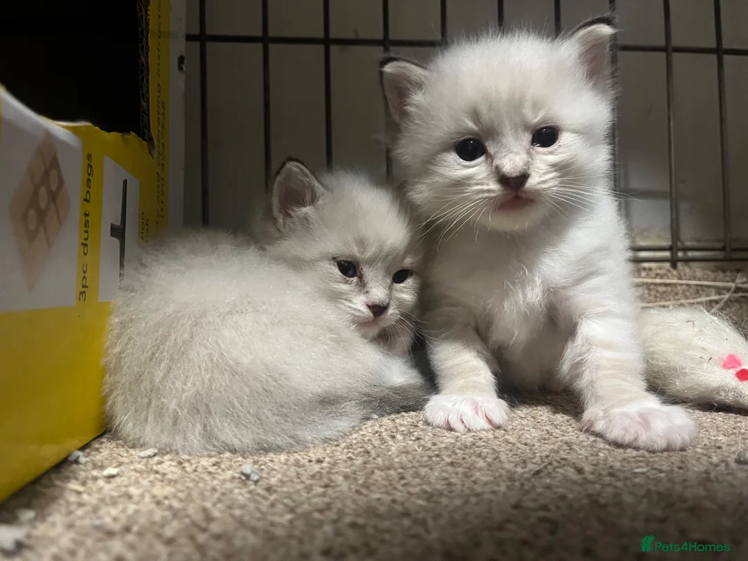Ragdoll cats for sale: Ready to go Lynx point ragdolls - Advert 1