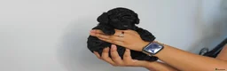 Cavapoo dogs for sale: Cute Cavapoo Puppies Looking for Forever Homes - Advert 34