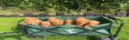 Labrador Retriever dogs for stud: PROVEN KC FOX RED LABRADOR in Thetford - Advert 5