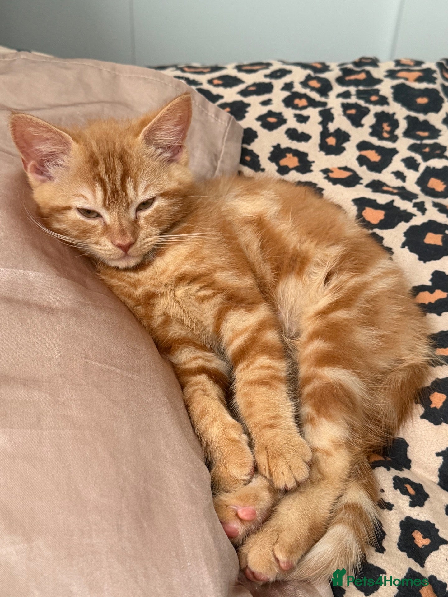 Mixed Breed cats Ginger female kitten  - Advert 1