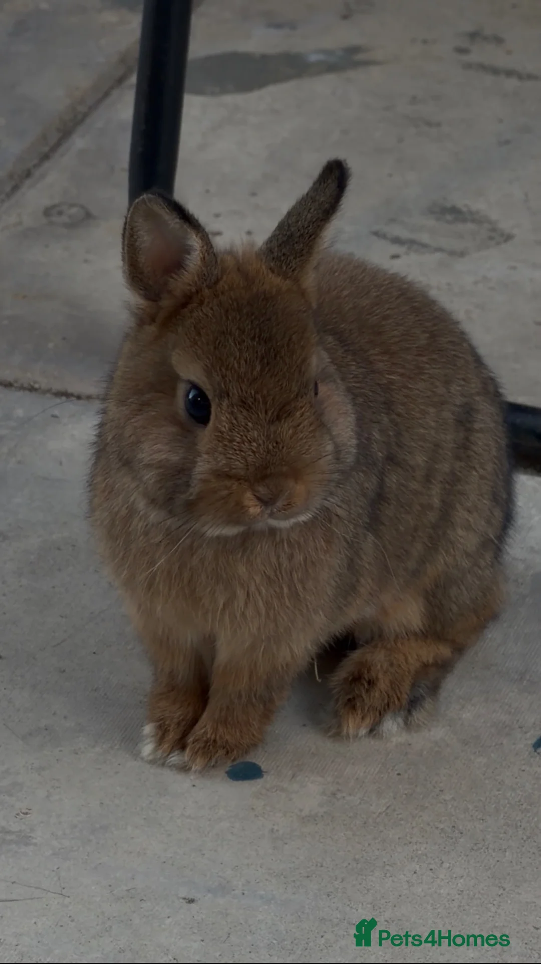 Netherland Dwarf rabbits for sale: Otto the dwarf bunny! - Advert 2