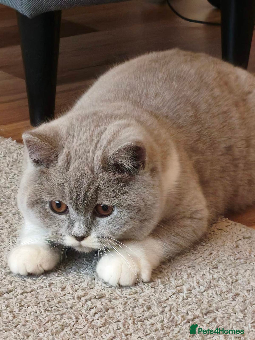 British Shorthair cats for sale: British shorthair - Advert 8