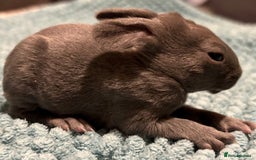 Rex rabbits for sale: Two beautiful rabbit litters - Image 17