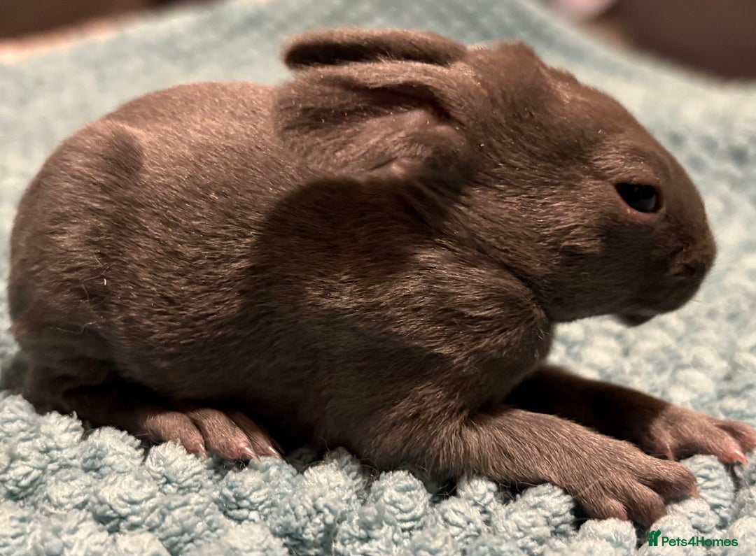 Rex rabbits for sale: Two beautiful rabbit litters - Image 17