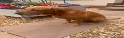 Labrador Retriever dogs for sale: 1 x KC registered female Fox Red Labrador puppy - Advert 4