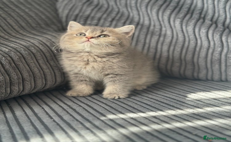 British Shorthair cats - Advert 15