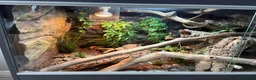 Corn Snake reptiles for sale: Corn snake + full Vivarium setup  in Alva - Advert 12