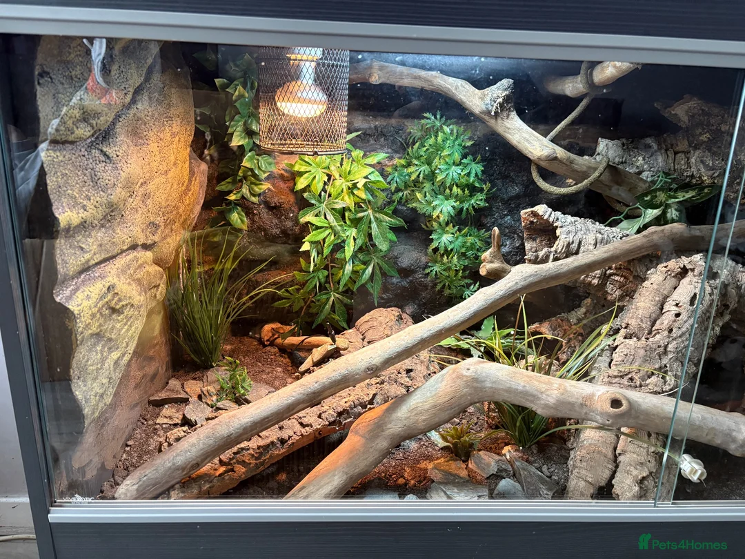 Corn Snake reptiles for sale: Corn snake + full Vivarium setup  in Alva - Advert 12