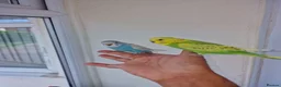 Budgerigars birds for sale: Super hand tamed baby budgies  - Advert 20