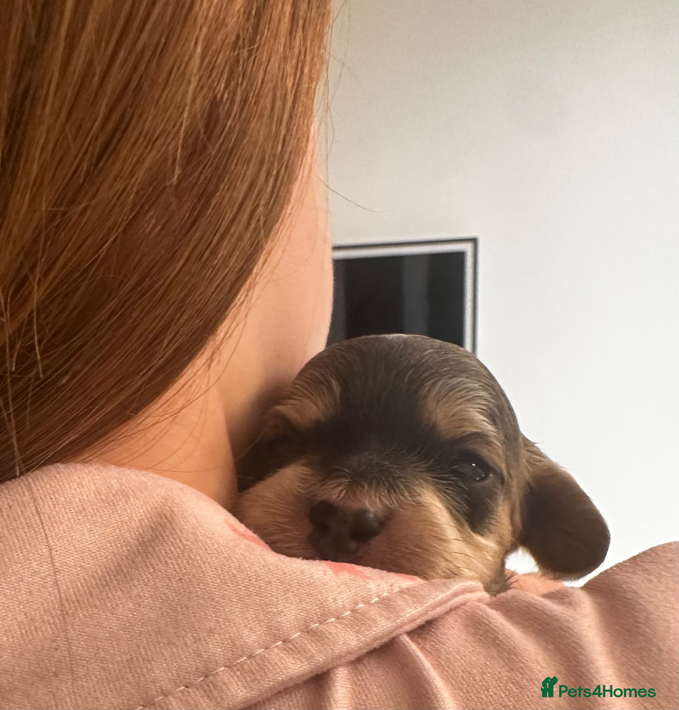 Cockapoo dogs 🌟 Premium F1 Mini Cockapoo Puppies 🌟 - Advert 3