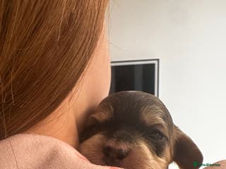 Cockapoo dogs 🌟 Premium F1 Mini Cockapoo Puppies 🌟 - Advert 3