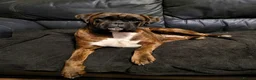 Boxer dogs for sale: Beutyful bobtail/ tailed Boxer puppy - Advert 23