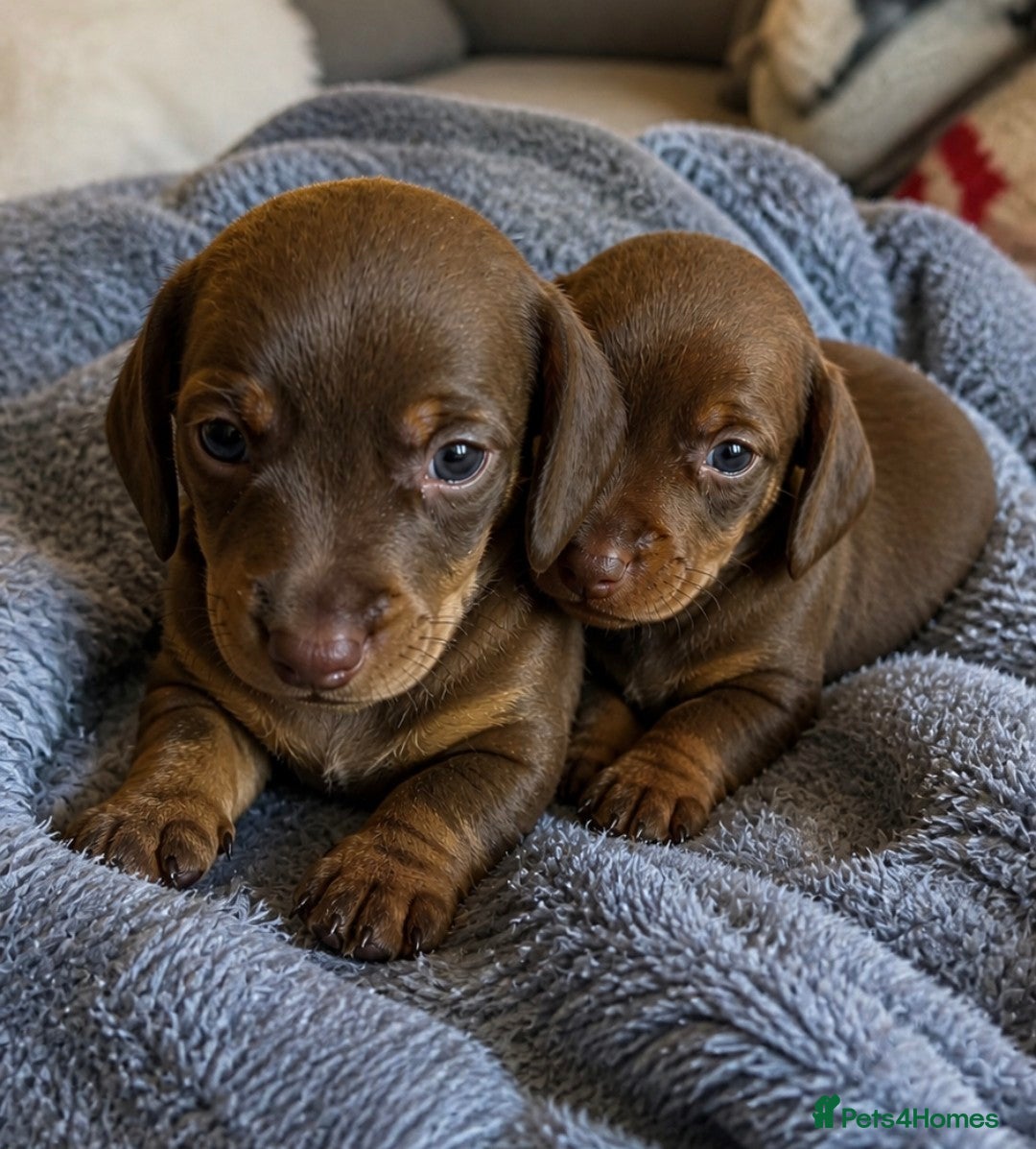 Miniature Dachshund dogs 2 BOYS LEFT⭐️KC Registered Miniature Dachshunds⭐️ - Advert 8