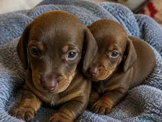 Miniature Dachshund dogs 2 BOYS LEFT⭐️KC Registered Miniature Dachshunds⭐️ - Advert 8