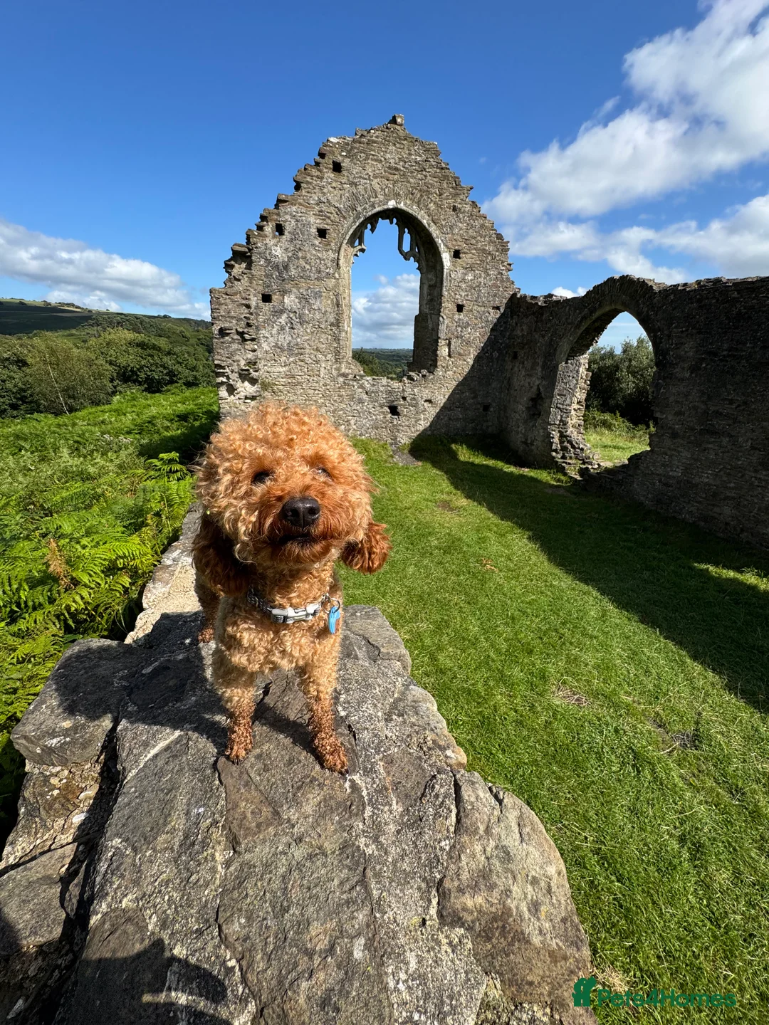 Miniature Poodle dogs for stud: Rufus  - Advert 14